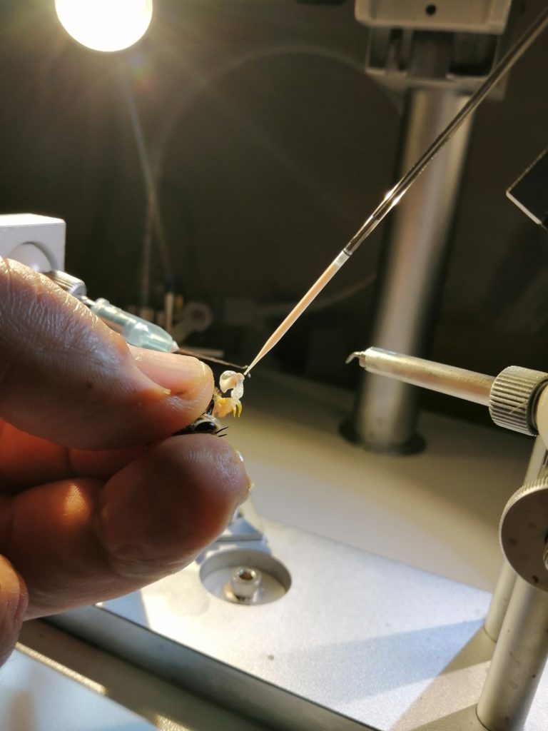 Prélèvement du sperme dans un capillaire. 