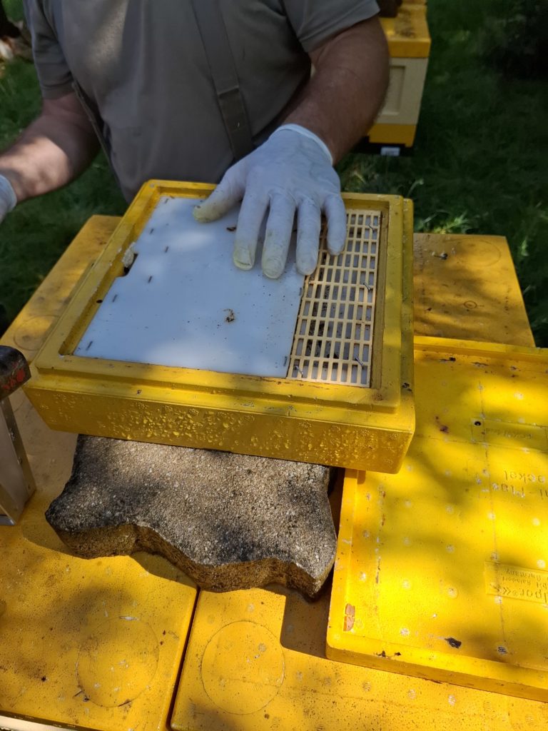 Fond d'insémination