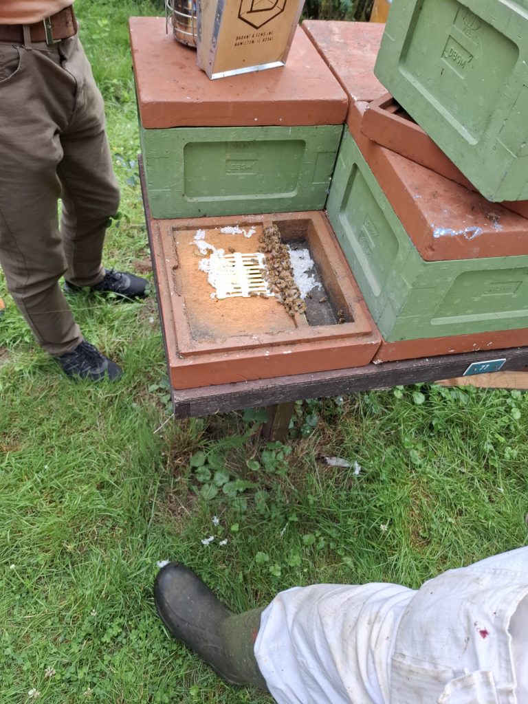 Fond d'inséminaiton